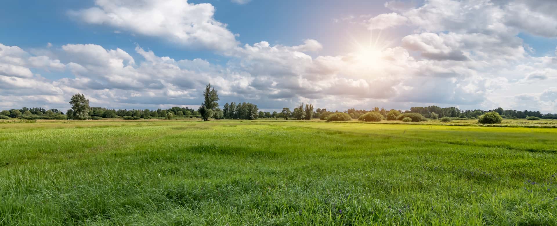 Vast green meadow under a bright sun and blue sky with white clouds, Belgian nature.