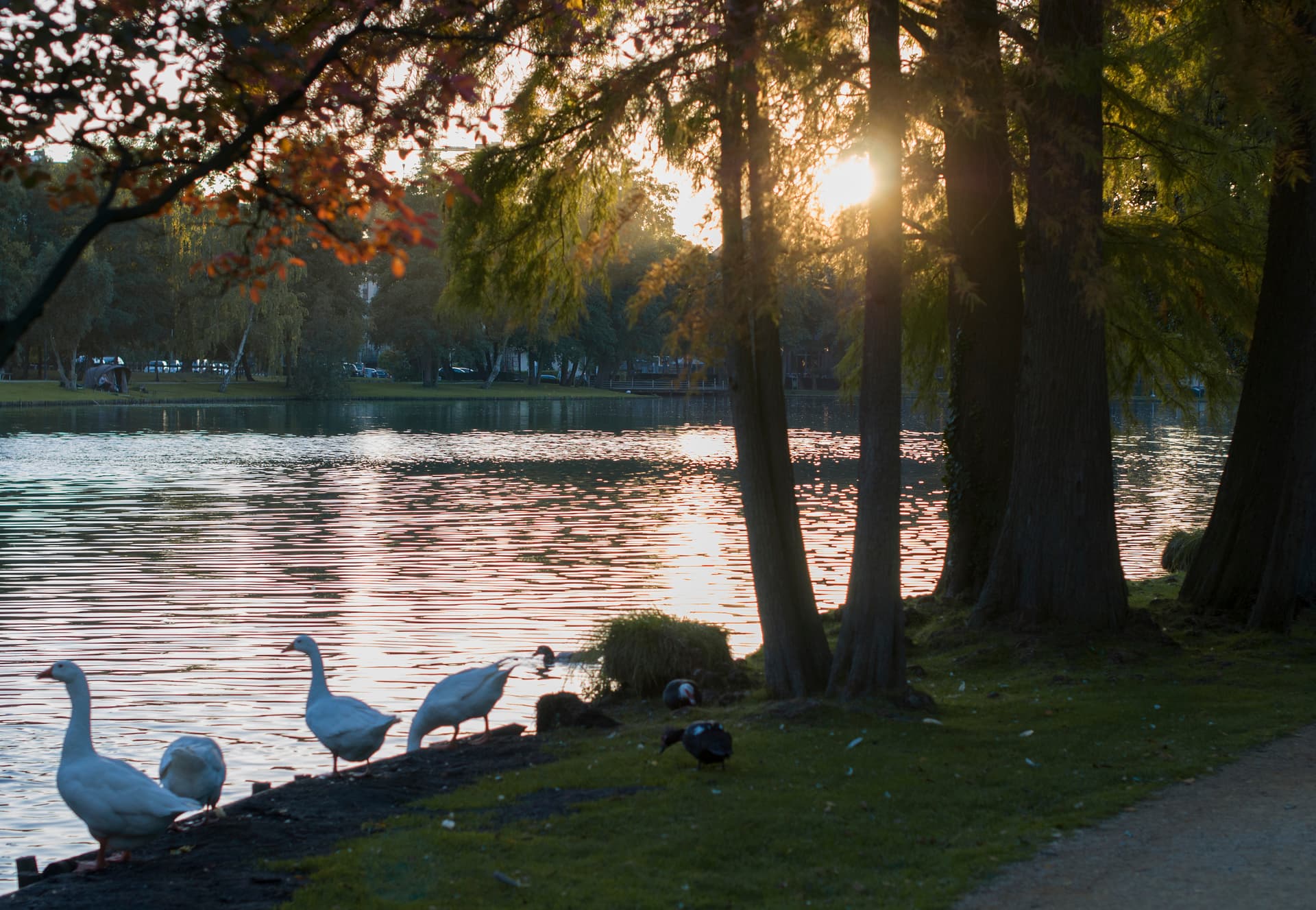 Geese by the water at sunset in Molenvijver Park with sun flare through trees.
