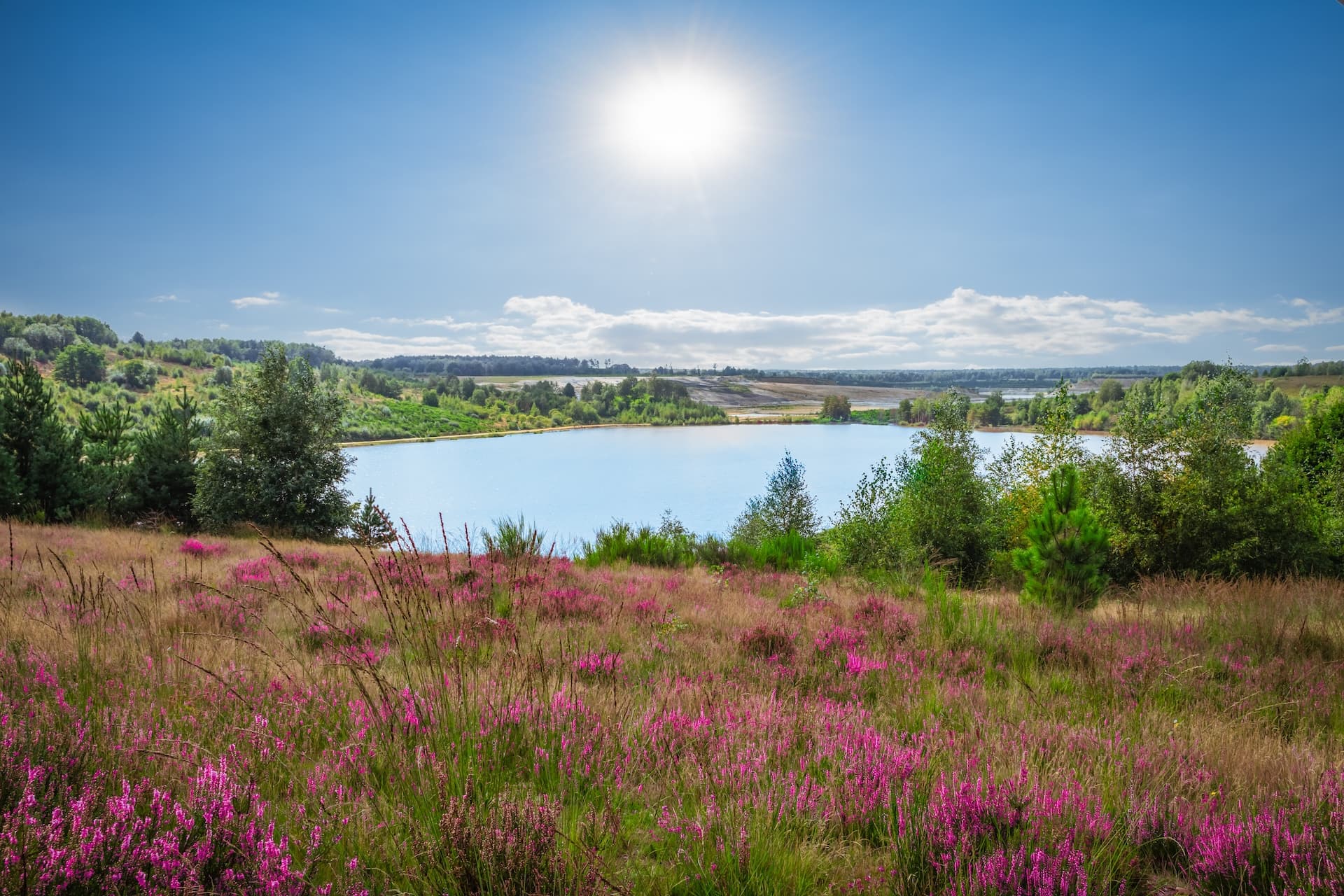 Heathland with pink heather in bloom overlooking a bright blue lake under a sunny sky.