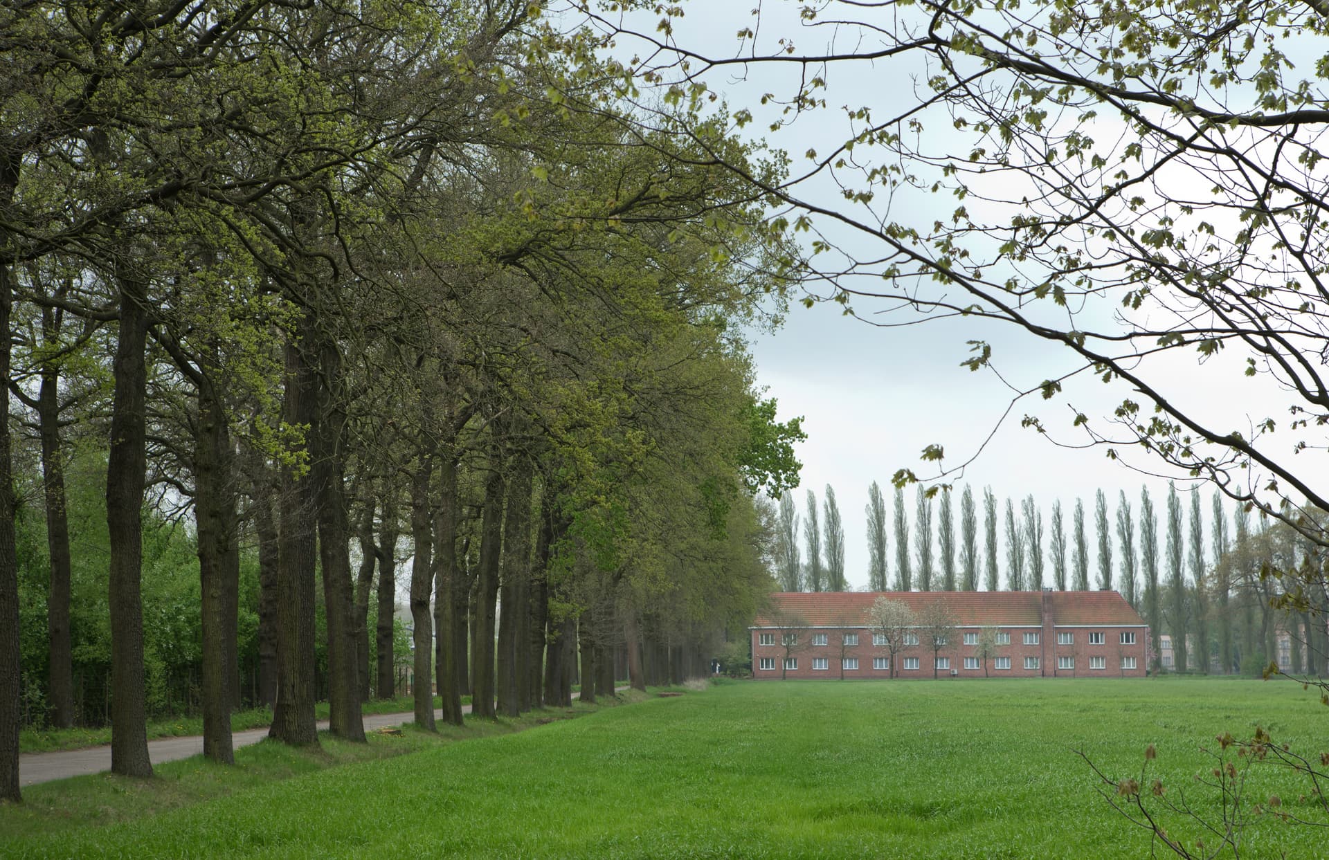 Row of tall trees lining a path next to a green field with a brick building.