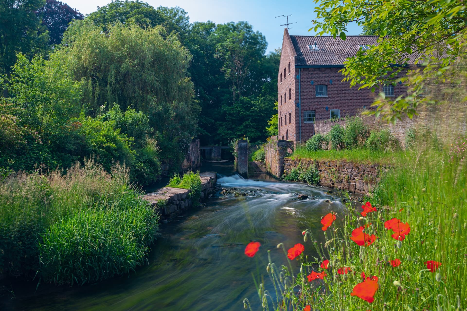 River flowing past a brick mill building with red poppies in the foreground greenery.
