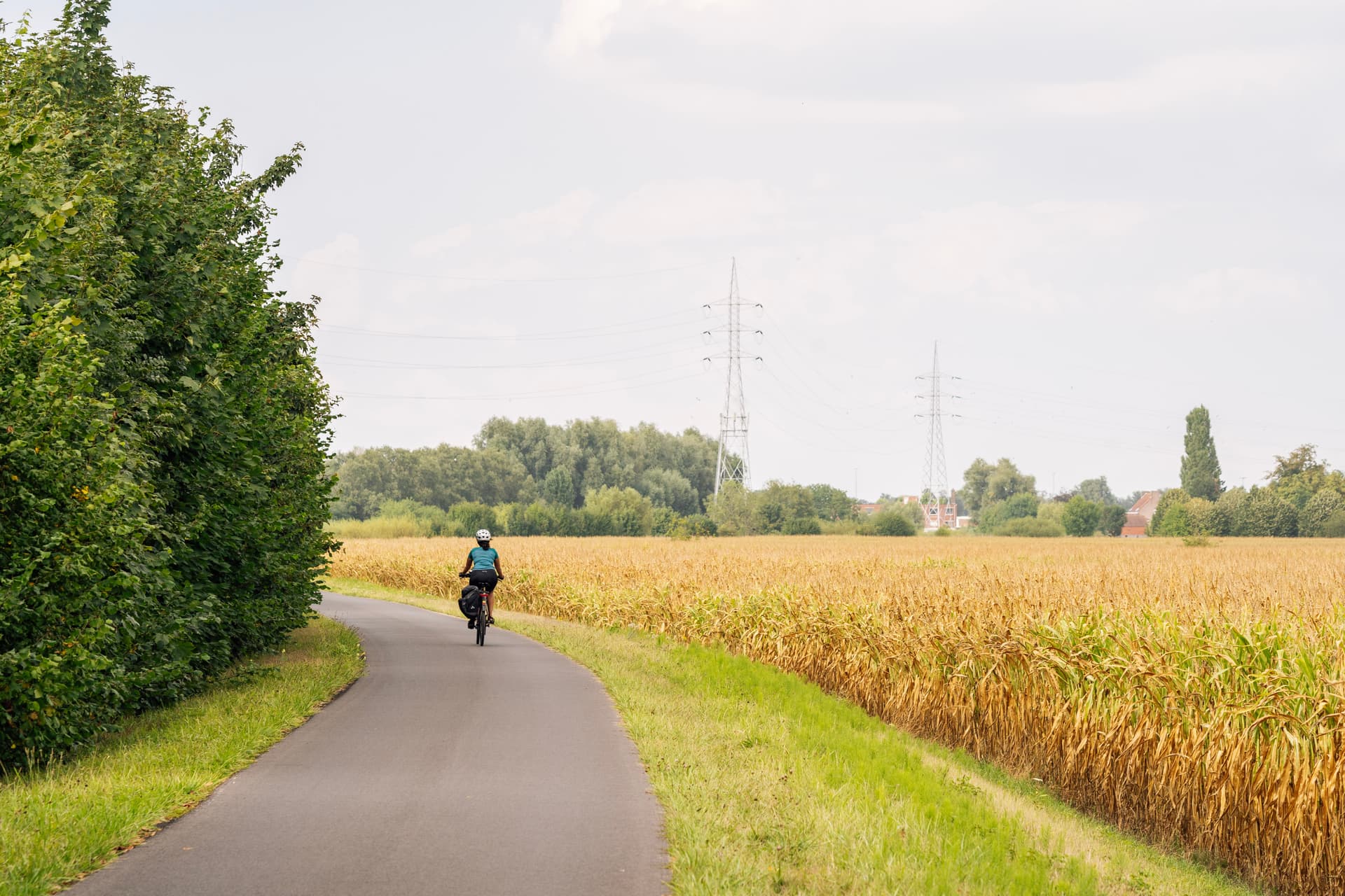 Cyclist riding on paved path beside tall cornfield in rural Belgium.