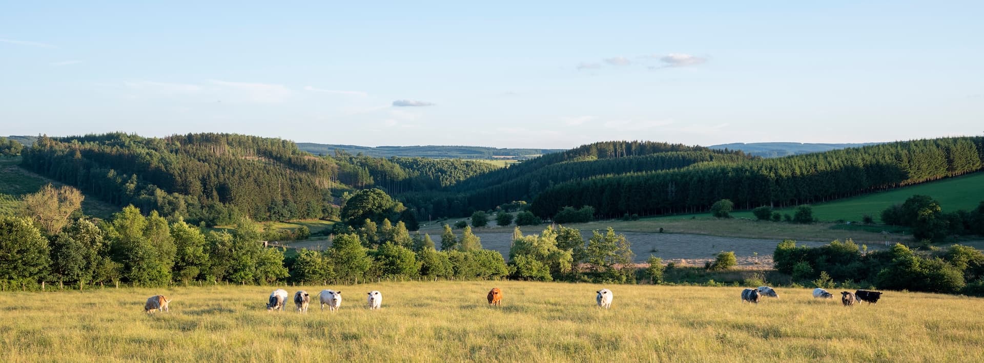 Cattle grazing in a grassy field with rolling hills and dense pine forests in Belgium.