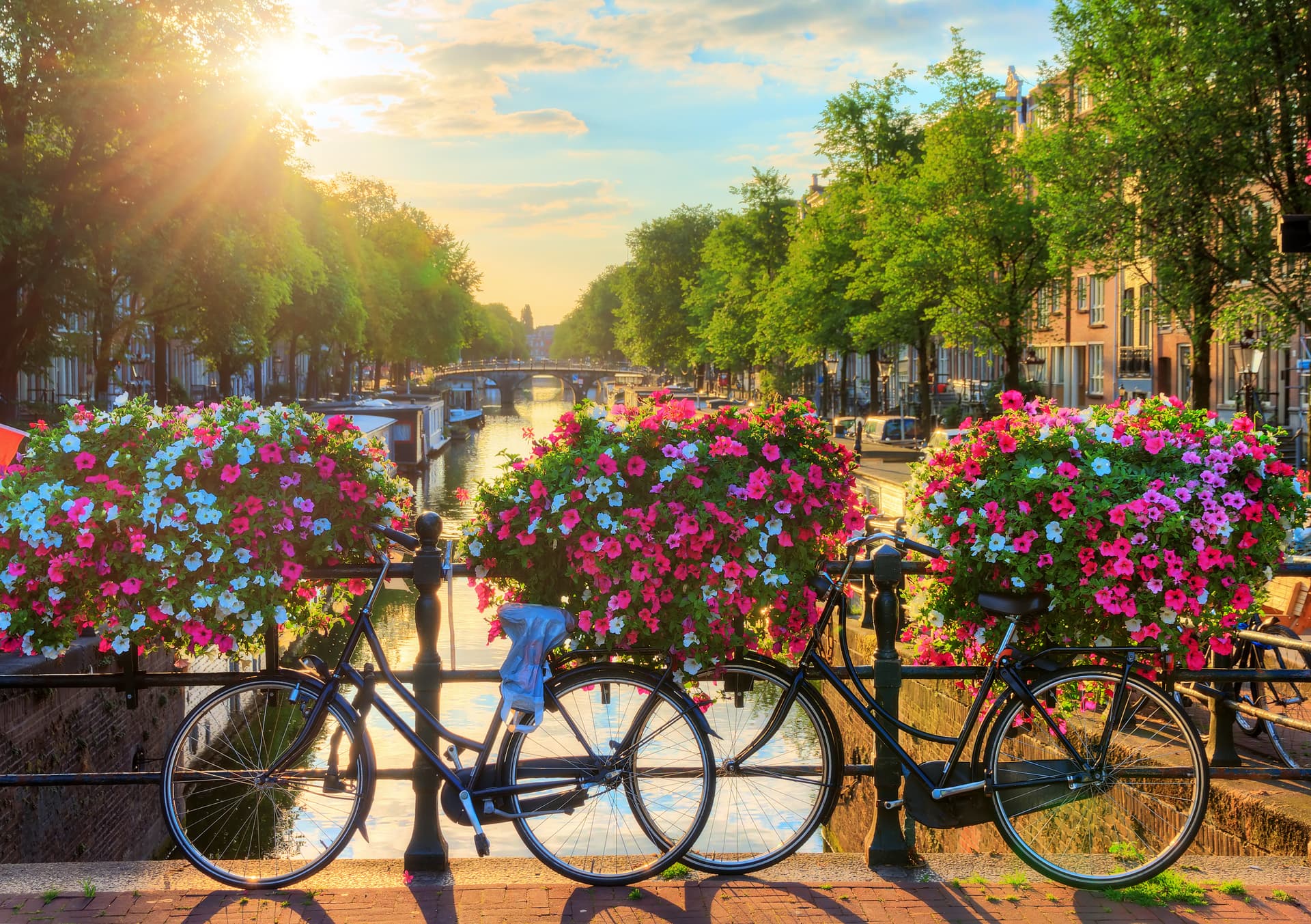 Bicycles parked by canal with pink and white flowers, Amsterdam sunrise.