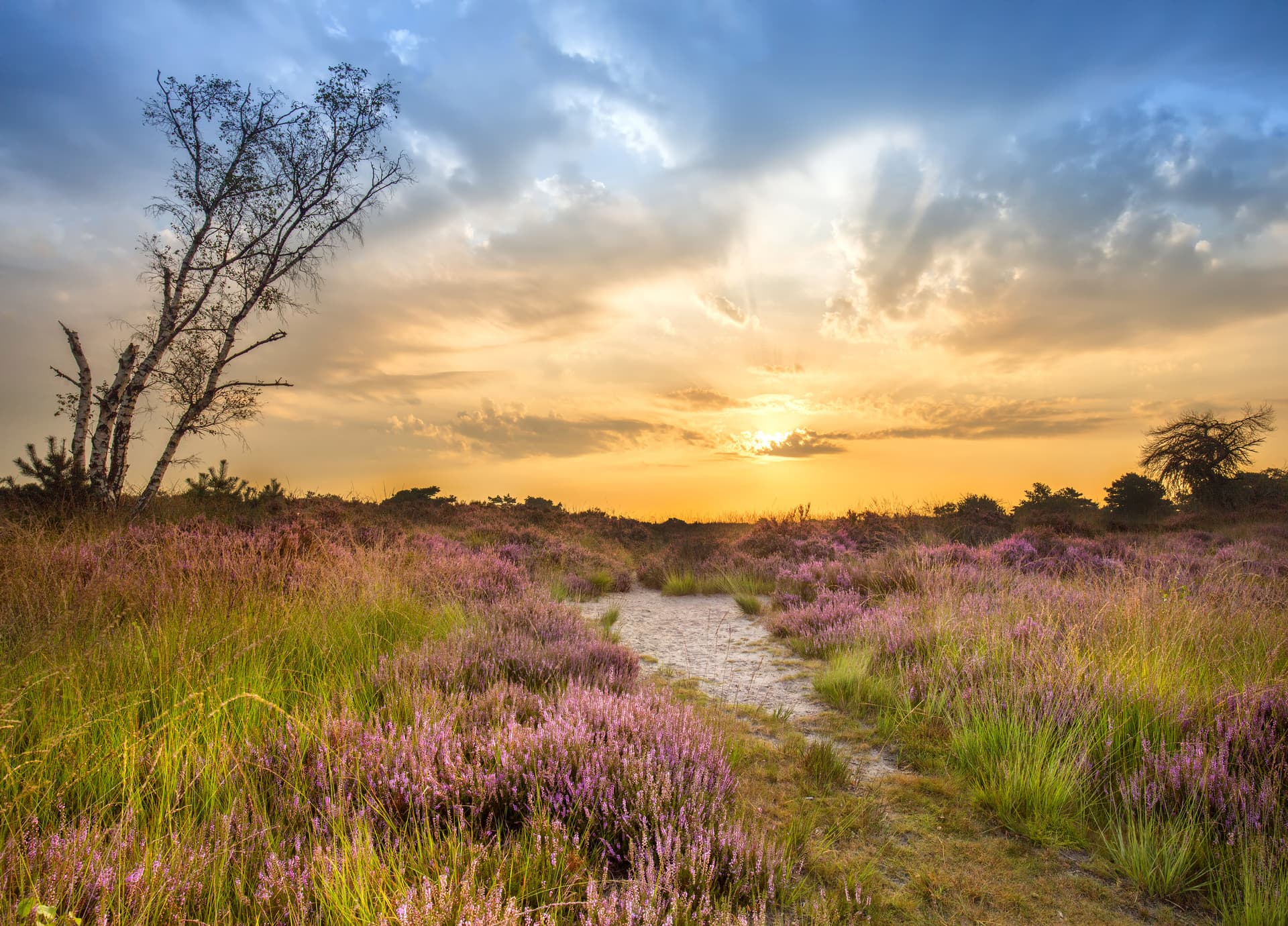 Heather field with path and birch trees under a dramatic sunset sky