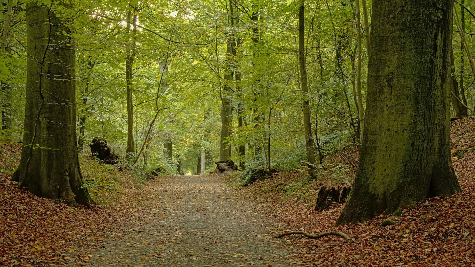 Forest path covered in autumn leaves between large trees with green canopy