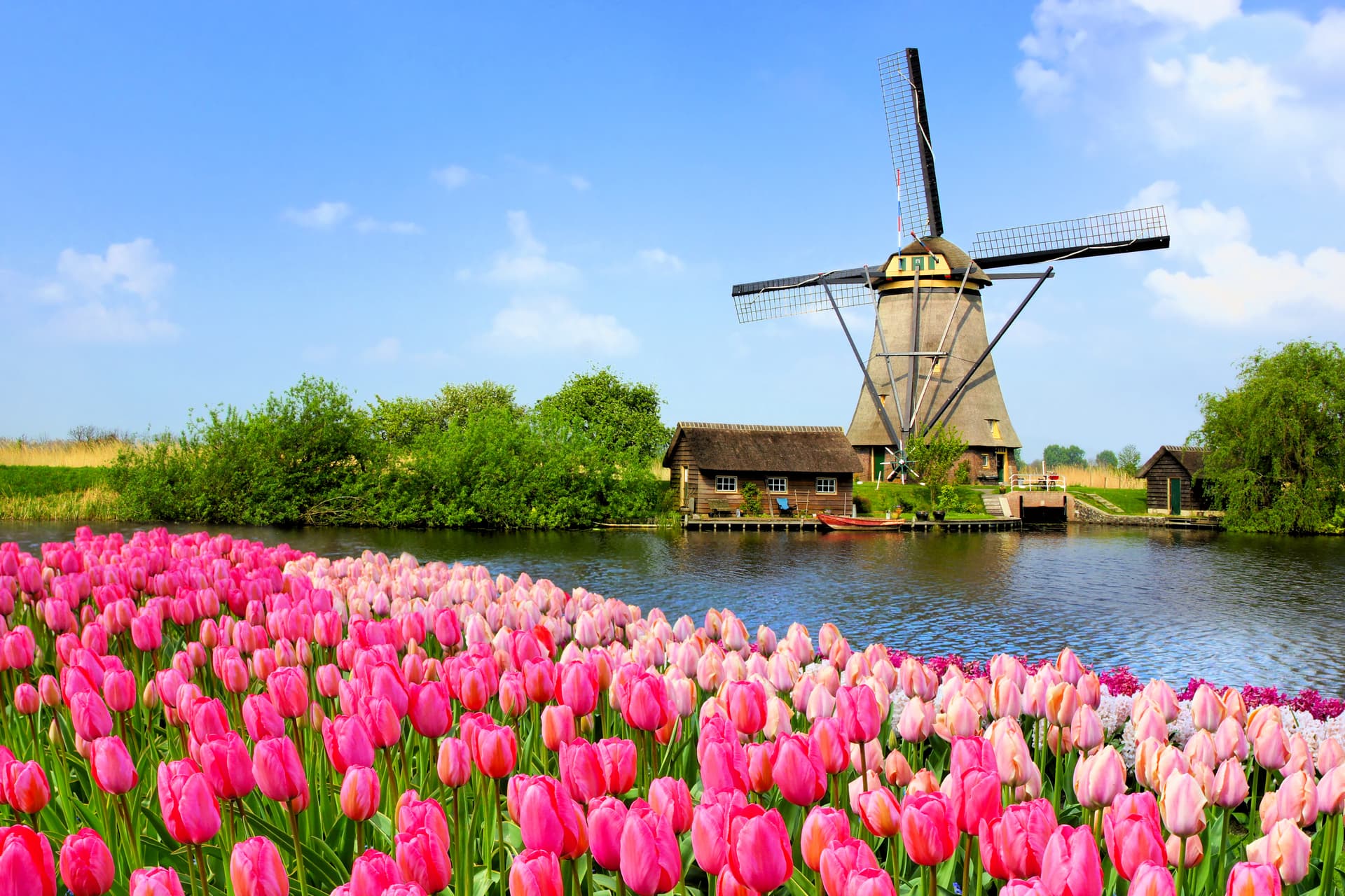 Windmill by canal with bright pink tulips in bloom under blue sky