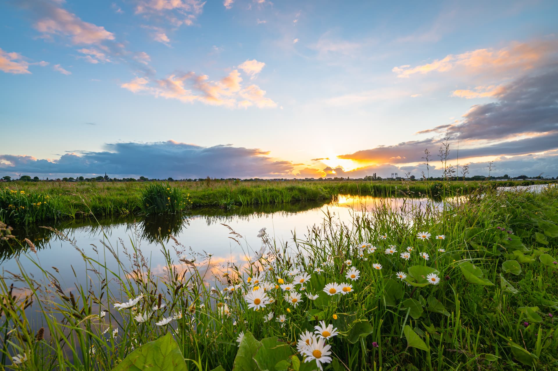Daisies and tall grass border a calm canal reflecting a dramatic sunset over a flat landscape.