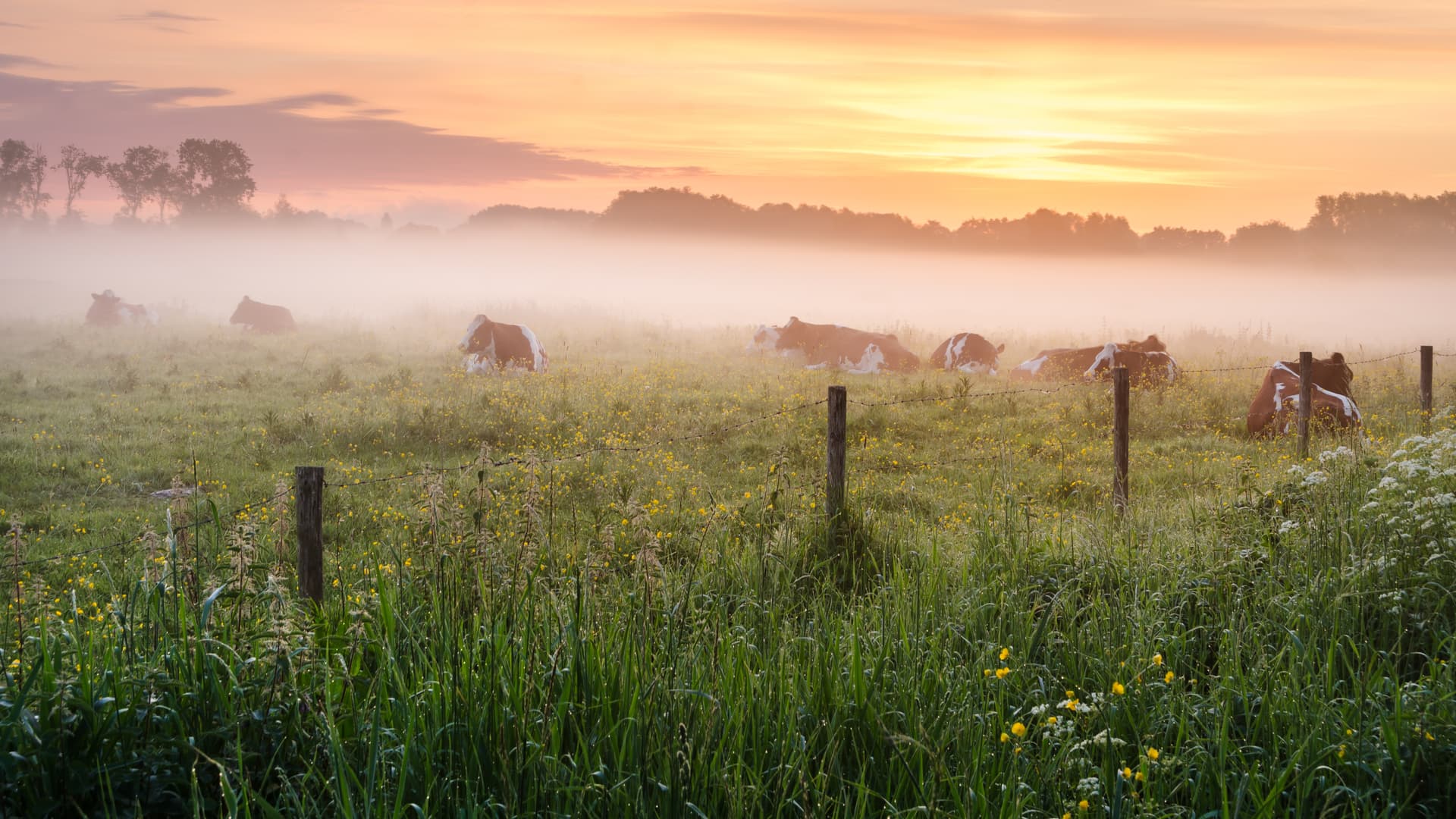 Cows resting in a foggy, dew-covered meadow with yellow wildflowers at sunrise