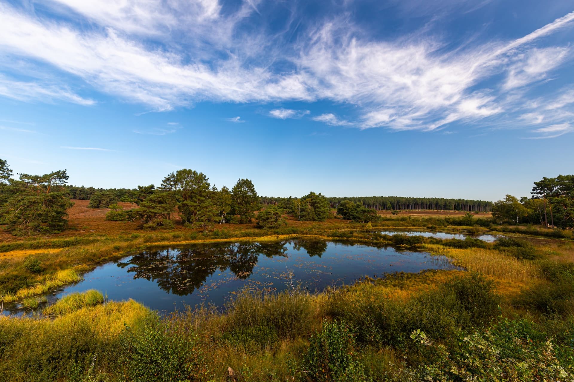 Pond reflecting sky and trees in heathland landscape under wispy clouds