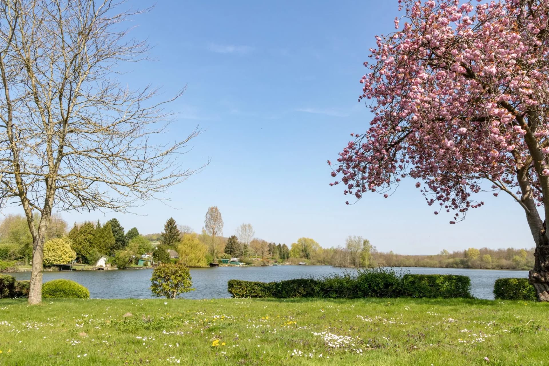 Grassy lakeside park with blooming pink cherry tree and bare tree under blue sky, Somme Valley.