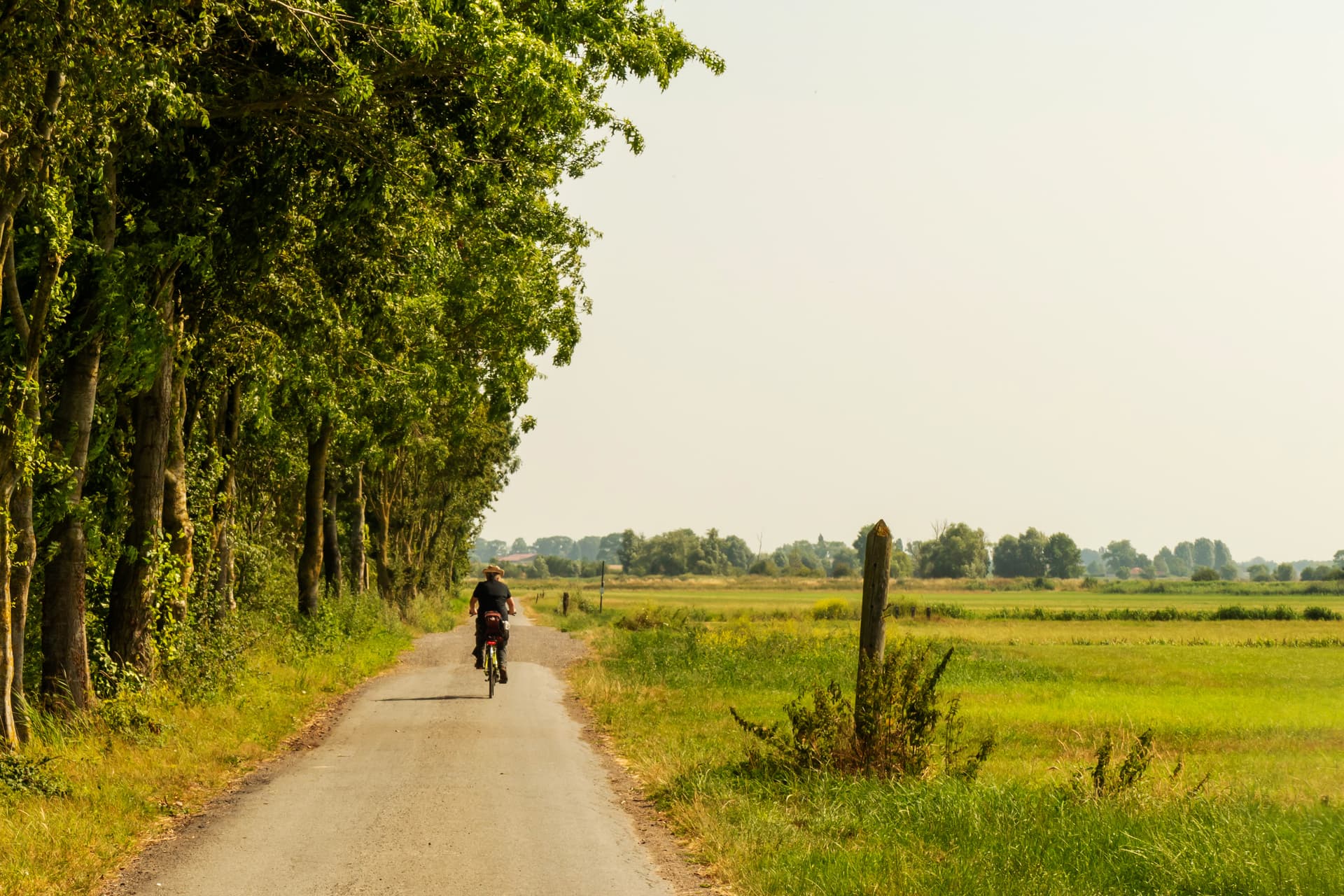 Cyclist riding on paved path lined with tall green trees in flat countryside.