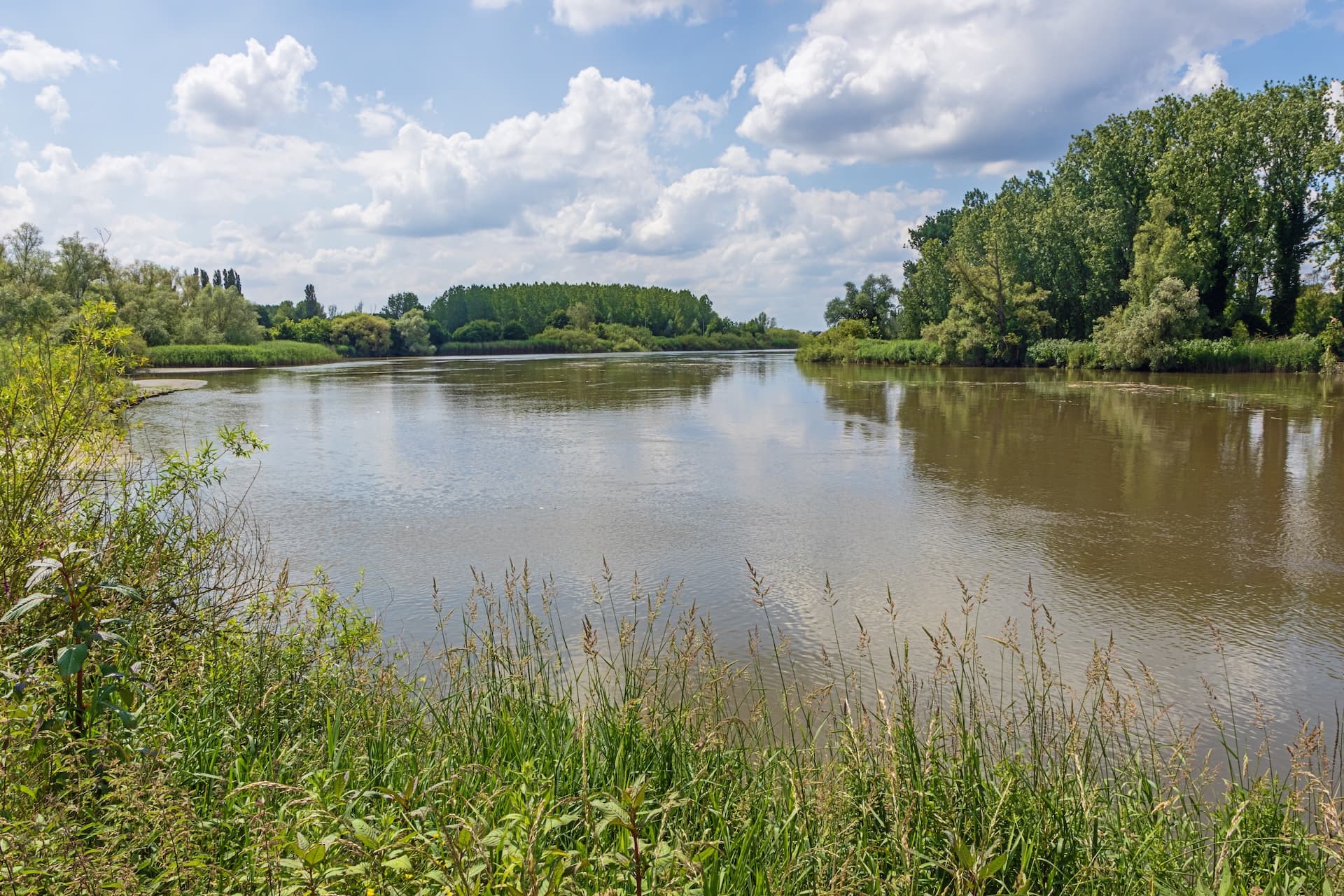 Wide river with green banks and tall grass under a partly cloudy blue sky, Scheldt.